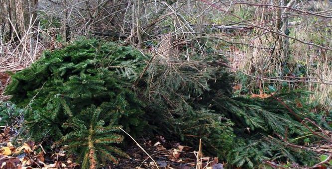 N&rsquo;abandonnez pas votre sapin en forêt